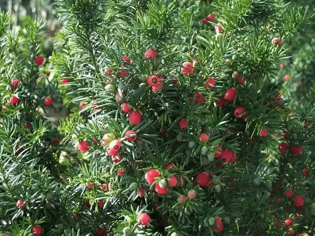 16 Medicinal Health Benefits Of Taxus × Media (Anglojap Yew) 16 Medicinal Health Benefits Of Taxus × Media (Anglojap Yew)