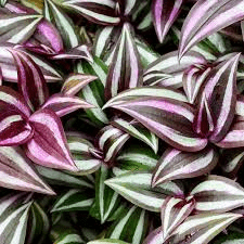 11 Medicinal Health Benefits Of Tradescantia zebrina (Wandering Jew)