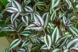 11 Medicinal Health Benefits Of Tradescantia zebrina (Wandering Jew)