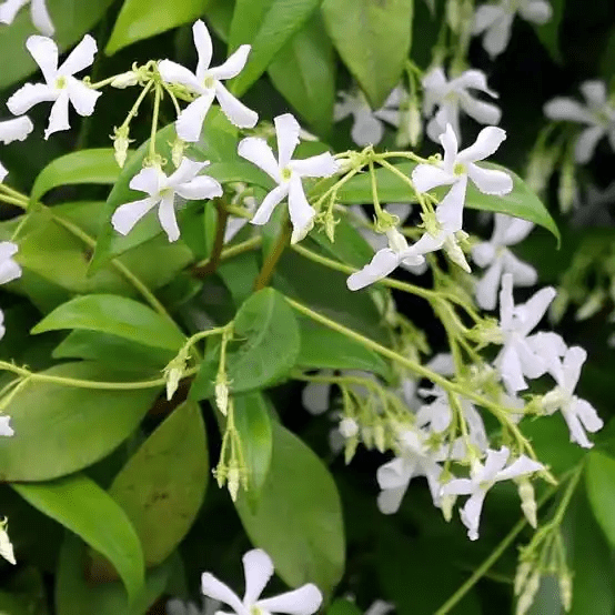 10 Medicinal Health Benefits Of Trachelospermum jasminoides (Confederate Jasmine) 10 Medicinal Health Benefits Of Trachelospermum jasminoides (Confederate Jasmine)