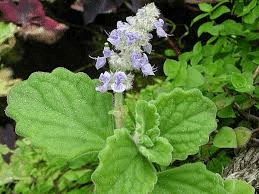 15 Medicinal Health Benefits Of Plectranthus hadiensis (Variegated Swedish Ivy)