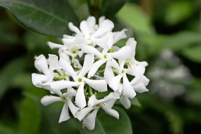 10 Medicinal Health Benefits Of Trachelospermum jasminoides (Confederate Jasmine) 10 Medicinal Health Benefits Of Trachelospermum jasminoides (Confederate Jasmine)
