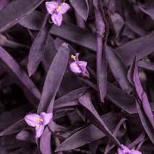 12 Medicinal Health Benefits Of Tradescantia pallida (Purple Heart)
