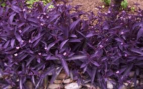 12 Medicinal Health Benefits Of Tradescantia pallida (Purple Heart)