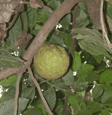 13 Medicinal Health Benefits Of Treculia africana (African Breadfruit)