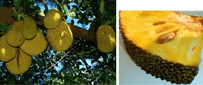 13 Medicinal Health Benefits Of Treculia africana (African Breadfruit)