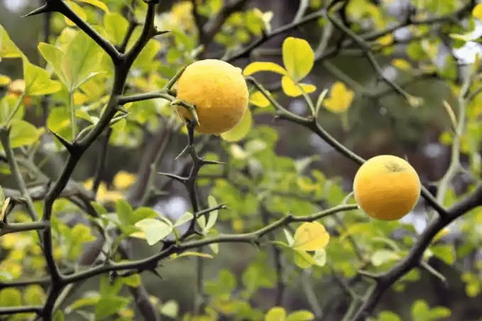 10 Medicinal Health Benefits Of Trifoliate Orange (Poncirus trifoliata)