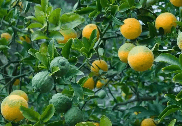 10 Medicinal Health Benefits Of Trifoliate Orange (Poncirus trifoliata)