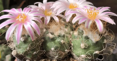 6 Medicinal Health Benefits Of Turbinicarpus (Cactus)