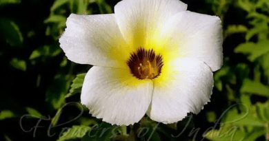15 Medicinal Health Benefits Of Turnera subulata (White Buttercup)