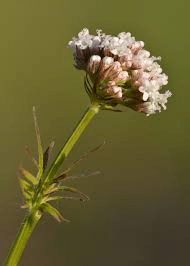 5 Medicinal Health Benefits Of Valerian Herb (Valeriana officinalis)