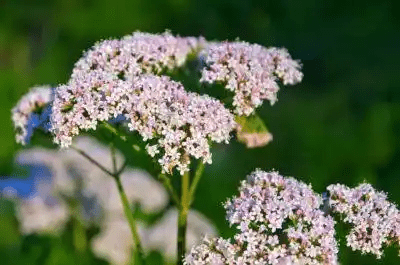 5 Medicinal Health Benefits Of Valerian Herb (Valeriana officinalis)