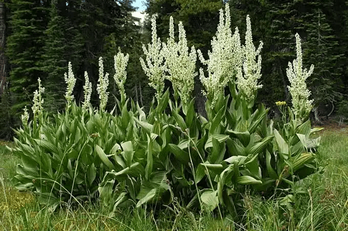 15Medicinal Health Benefits Of Veratrum 