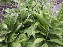 15 Medicinal Health Benefits Of Veratrum nigrum (Black False Hellebore)