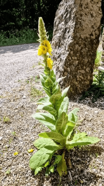 16 Medicinal Health Benefits Of Verbascum Thapsus (Mullein) 16 Medicinal Health Benefits Of Verbascum Thapsus (Mullein)