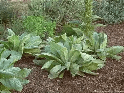 16 Medicinal Health Benefits Of Verbascum Thapsus (Mullein) 16 Medicinal Health Benefits Of Verbascum Thapsus (Mullein)
