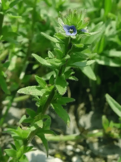 10 Medicinal Health Benefits Of Veronica arvensis (Speedwell) 10 Medicinal Health Benefits Of Veronica arvensis (Speedwell)