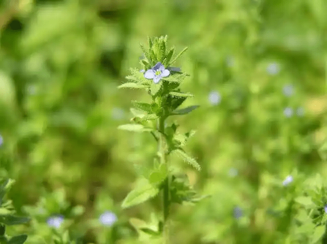 10 Medicinal Health Benefits Of Veronica arvensis (Speedwell) 10 Medicinal Health Benefits Of Veronica arvensis (Speedwell)