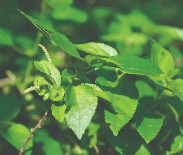 10 Medicinal Health Benefits of Acalypha Fruticosa (Copperleaf) 10 Medicinal Health Benefits of Acalypha Fruticosa (Copperleaf)
