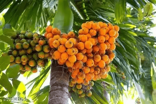 10 Medicinal Health Benefits of Betel-Nut Palm (Areca Catechu)