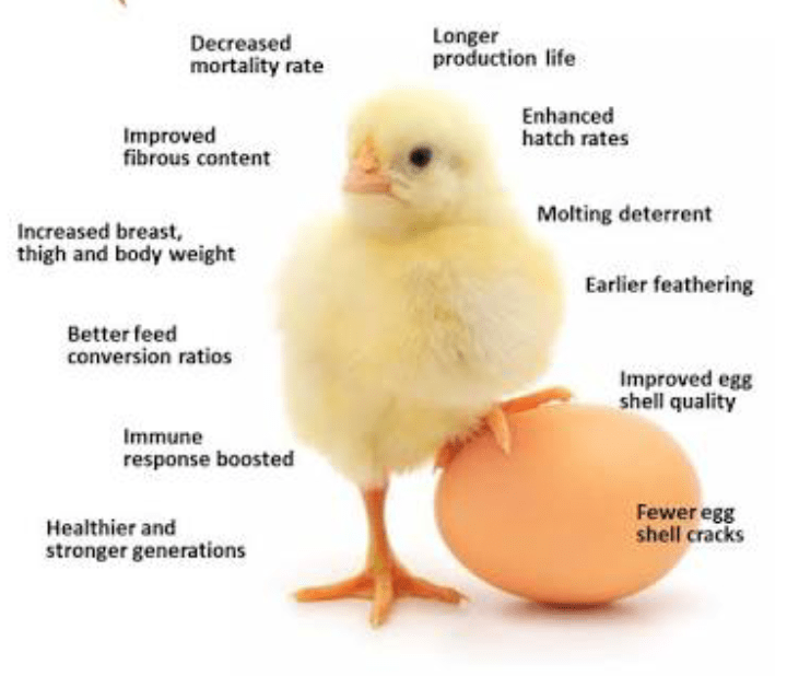 Importance of Multivitamins in Poultry Production