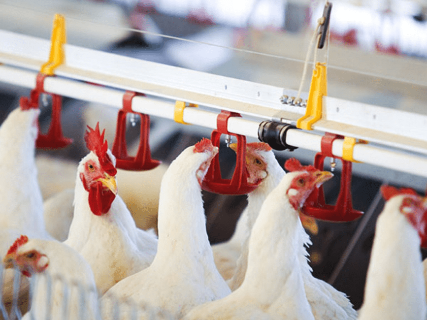 Importance of Poultry Management Practices
