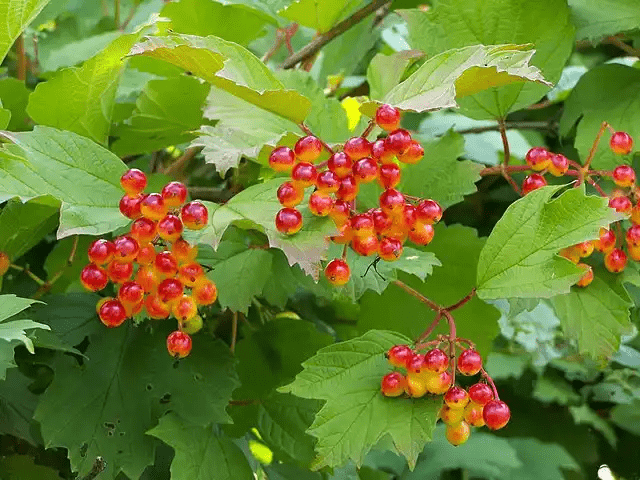 15 Medicinal Health Benefits Of Viburnum opulus (European Cranberrybush) 15 Medicinal Health Benefits Of Viburnum opulus (European Cranberrybush)