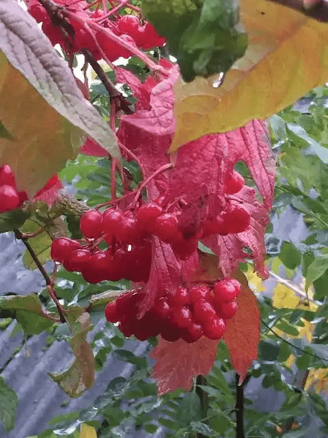 15 Medicinal Health Benefits Of Viburnum opulus (European Cranberrybush) 15 Medicinal Health Benefits Of Viburnum opulus (European Cranberrybush)