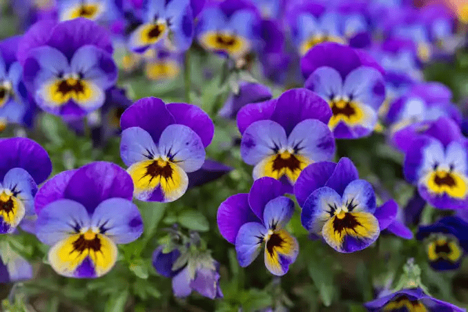 10 Medicinal Health Benefits Of Viola Plant (Violets) - Agric4Profits