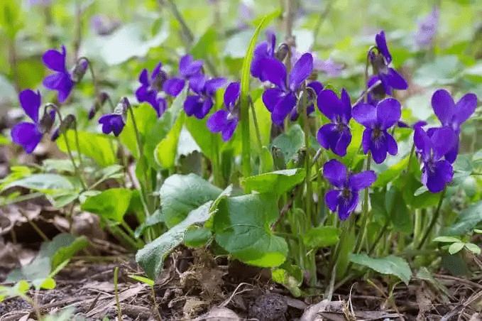 11 Medicinal Health Benefits Of Viola odorata (Sweet Violet) 11 Medicinal Health Benefits Of Viola odorata (Sweet Violet)