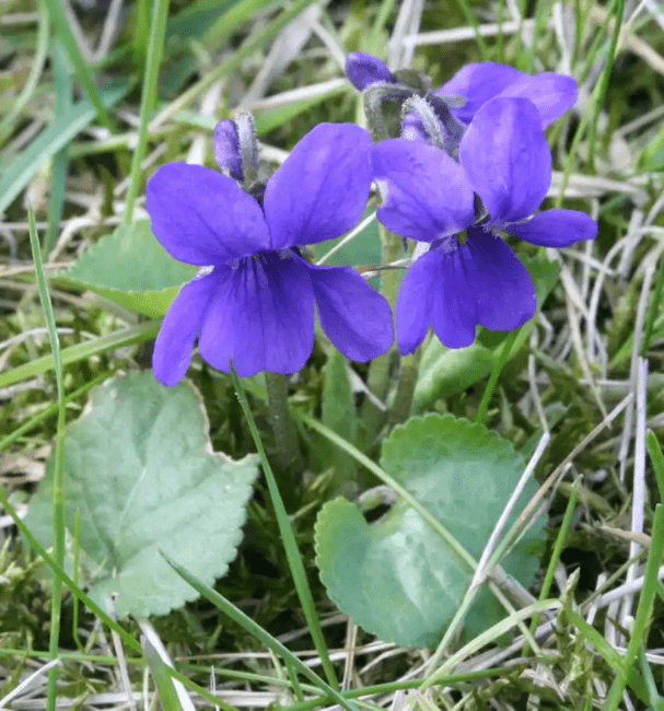 11 Medicinal Health Benefits Of Viola odorata (Sweet Violet) 11 Medicinal Health Benefits Of Viola odorata (Sweet Violet)
