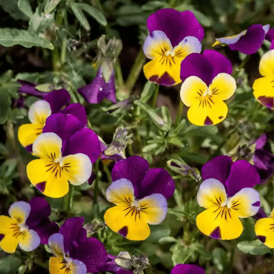 5 Medicinal Health Benefits Of Viola tricolor (Heartsease) - Agric4Profits