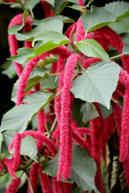 20 Medicinal Health Benefits of Acalypha psilostachya (Acalypha)