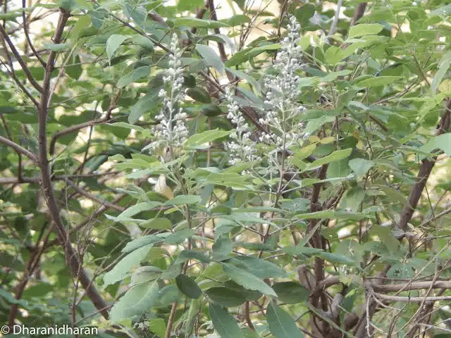 14 Medicinal Health Benefits Of Vitex trifolia (Indian Chaste Tree) 14 Medicinal Health Benefits Of Vitex trifolia (Indian Chaste Tree)