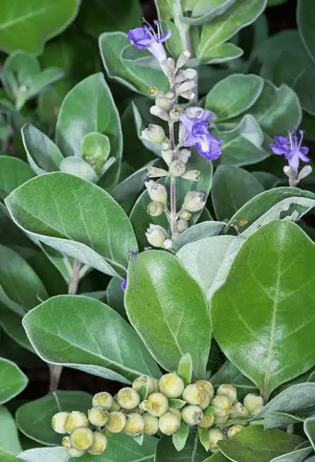 14 Medicinal Health Benefits Of Vitex trifolia (Indian Chaste Tree) 14 Medicinal Health Benefits Of Vitex trifolia (Indian Chaste Tree)