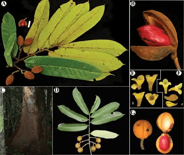 17 Medicinal Health Benefits of Virola pavonis (Biribá)