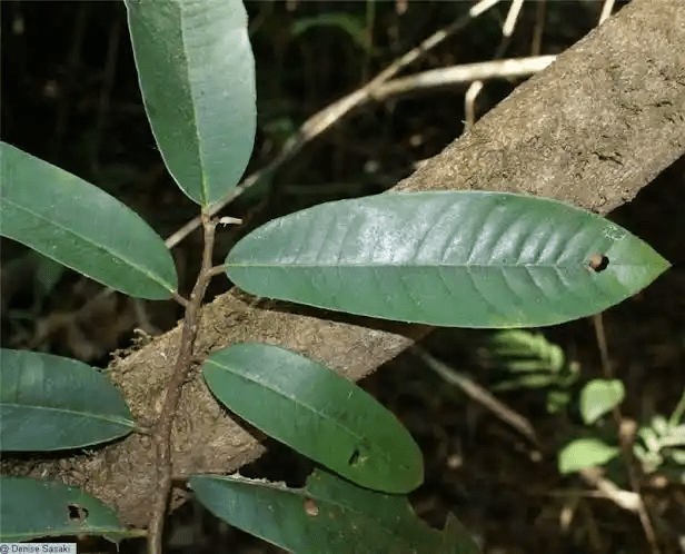 17 Medicinal Health Benefits of Virola elongata (Elongate Nutmeg)