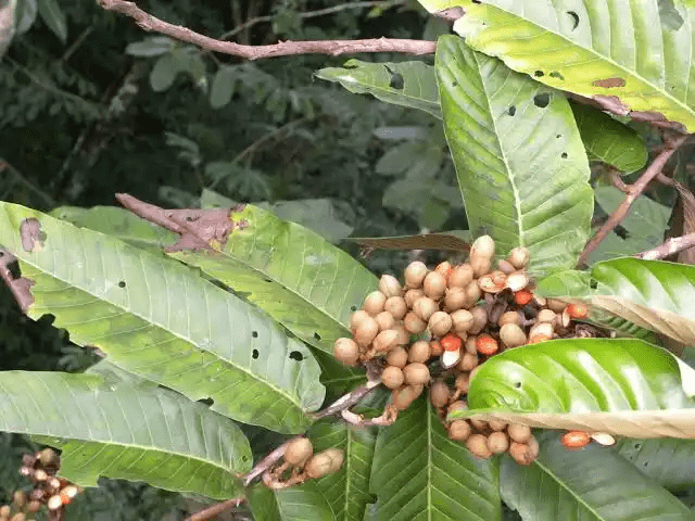 15 Medicinal Health Benefits Of Virola calophylla (Ucuúba)