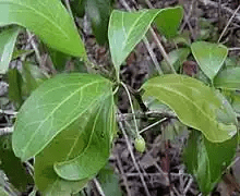 10 Medicinal Health Benefits Of Ximenia Americana (Tallowwood)