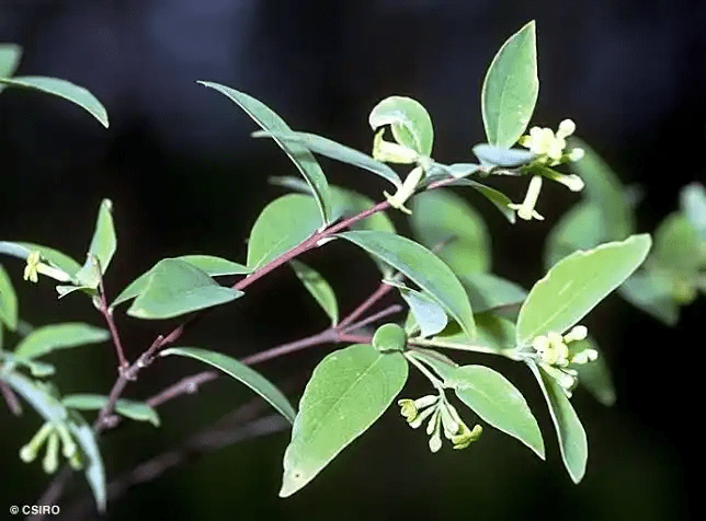 15 Medicinal Health Benefits Of Wikstroemia 15 Medicinal Health Benefits Of Wikstroemia