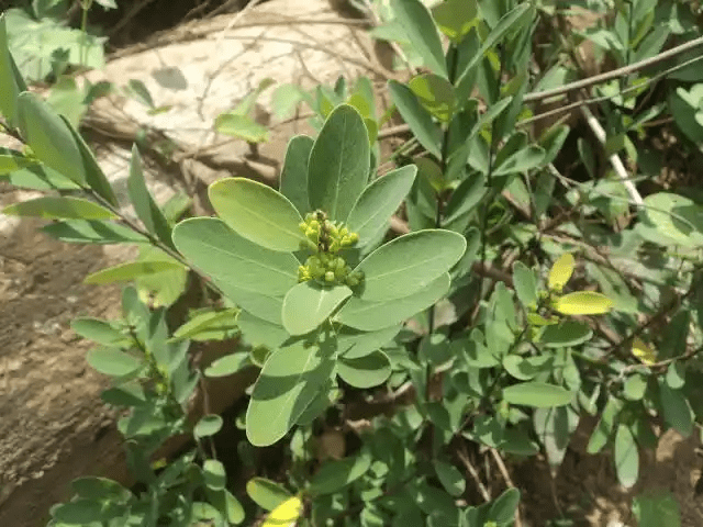 15 Medicinal Health Benefits Of Wikstroemia 15 Medicinal Health Benefits Of Wikstroemia