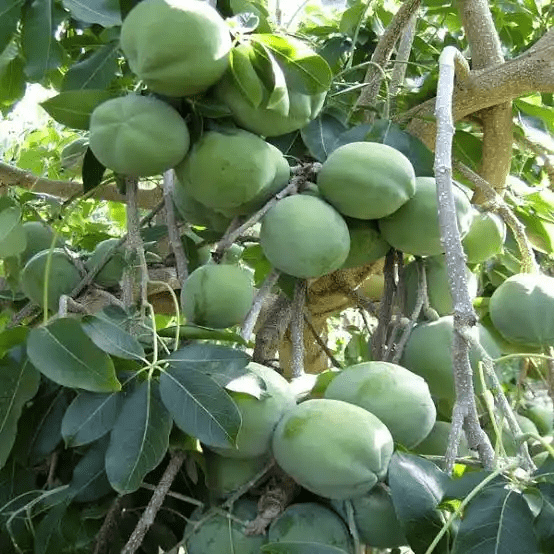 10 Medicinal Health Benefits Of White Sapote (Casimiroa edulis)