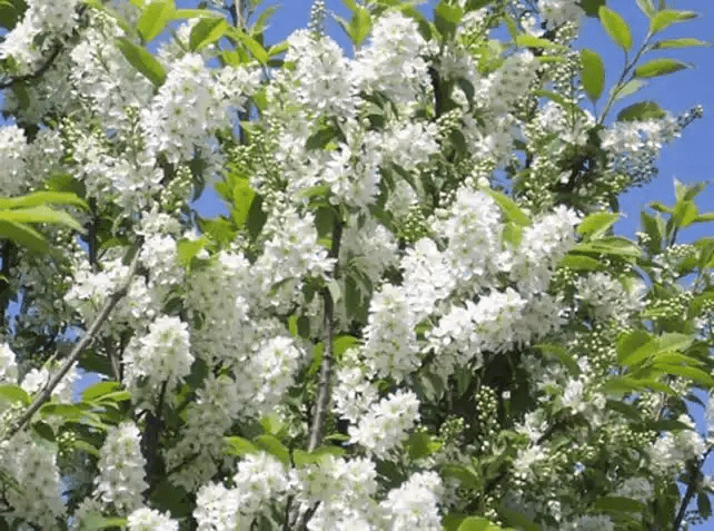 7 Medicinal Health Benefits Of Prunus padus (Bird Cherry) - Agric4Profits