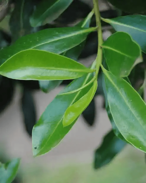 16 Medicinal Health Benefits Of Warburgia ugandensis (Ugandan Greenheart)