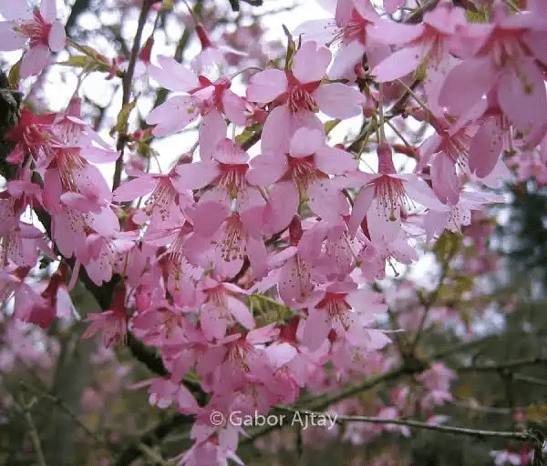 18 Medicinal Health Benefits Of Prunus schlechteri (African Almond) 18 Medicinal Health Benefits Of Prunus schlechteri (African Almond)