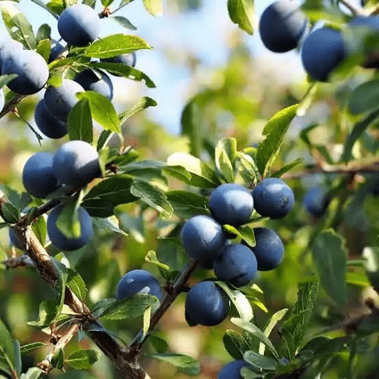 18 Medicinal Health Benefits Of Prunus spinosa (Blackthorn) 18 Medicinal Health Benefits Of Prunus spinosa (Blackthorn)