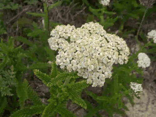 10 Medicinal Health Benefits Of Common Yarrow (Achillea millefolium)