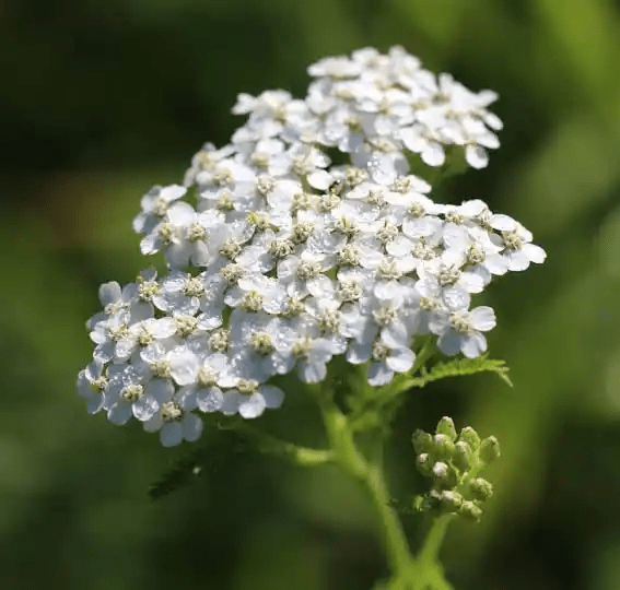 10 Medicinal Health Benefits Of Common Yarrow (Achillea millefolium)