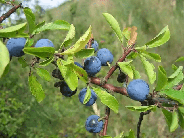 18 Medicinal Health Benefits Of Prunus spinosa (Blackthorn) 18 Medicinal Health Benefits Of Prunus spinosa (Blackthorn)
