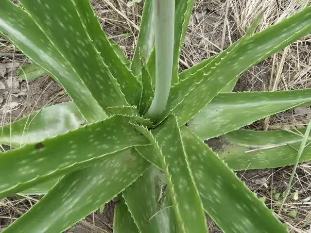 12 Medicinal Health Benefits of Aloe buettneri (Mountain aloe)